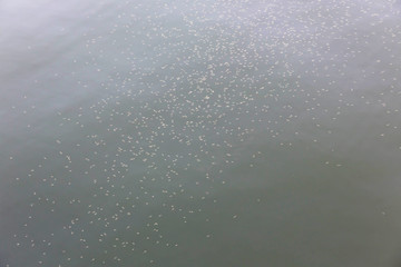 A swarm of stinging midges flies over the water surface of the lake.