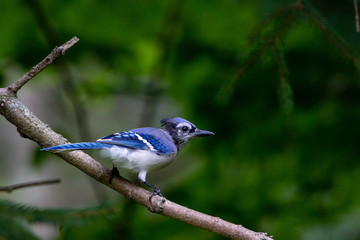 Blue Jay