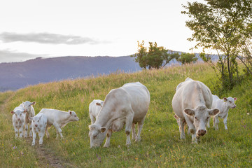 Obraz na płótnie Canvas White cows, region Spis, Slovakia