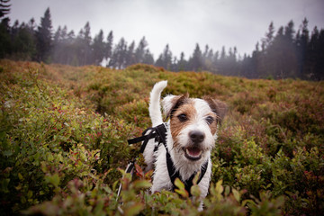 Parson Russell Terrier on a misty mountain trip