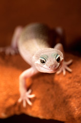 Eublepharis macularius a little lizard