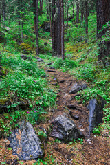 Forest trail with tree roots. Hiking in coniferous forest