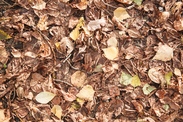 Many dry falling brown and yellow leaves on the ground.
