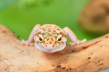 Eublepharis macularius a little lizard