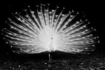 peacock with feathers out