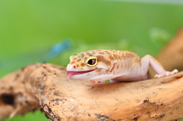Eublepharis macularius a little lizard