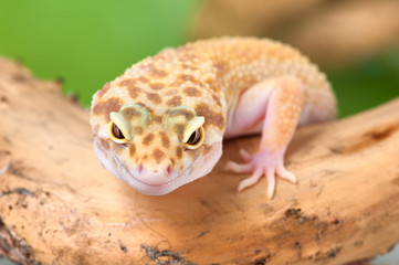 Eublepharis macularius a little lizard
