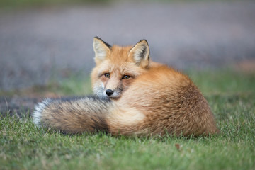 Red fox