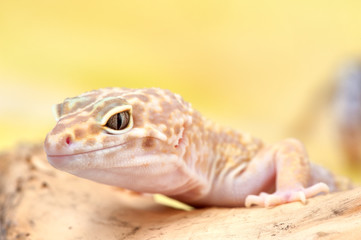 Eublepharis macularius a little lizard