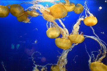 Obraz na płótnie Canvas Chrysaora or sea nettle, jellyfish, Greek mythology genus name