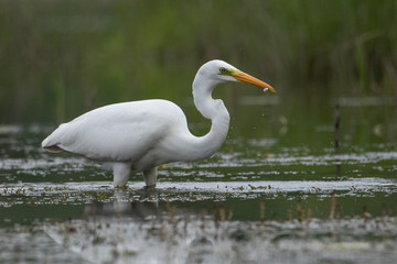 A great white Heron stands in the water. It has a small fish in its beak. Heron looks at the camera.