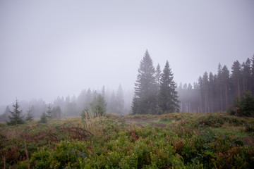 Misty autumn in the mountains