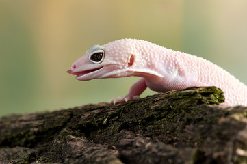 Eublepharis macularius a little lizard
