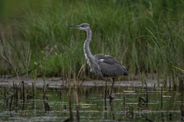 A large gray Heron stands in the water and looks directly at the camera. A life-size portrait of a bird.