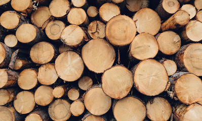 pile of natural wooden logs