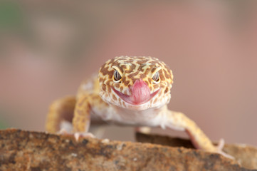 Eublepharis macularius a little lizard