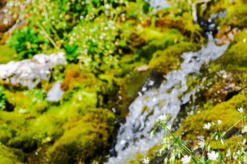 Obraz na płótnie Canvas Mountain stream on summer day. Thin stream of river among moss, grass and stones