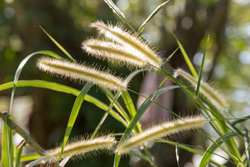 Grasses backlit by the sun