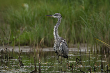 A large gray Heron stands in the water and looks directly at the camera. A life-size portrait of a bird.