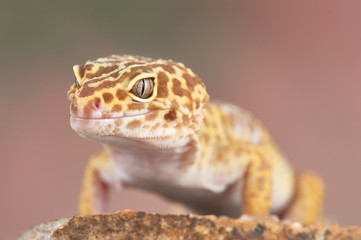 Eublepharis macularius a little lizard