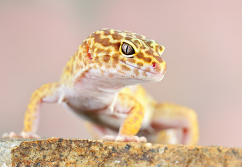 Eublepharis macularius a little lizard