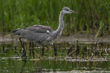 The great white Heron walks beautifully on the grass. She's looking for fish. Heron fishing.