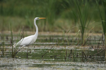 The great white Heron walks beautifully on the grass. She's looking for fish. Heron fishing.