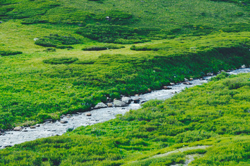 Mountain stream in green valley. Rocks and stones in swirling riverbed. Watering in pasture