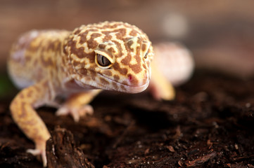 Eublepharis macularius a little lizard