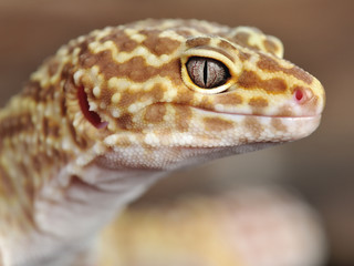 Eublepharis macularius a little lizard
