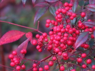 赤く色づいたセンリョウ