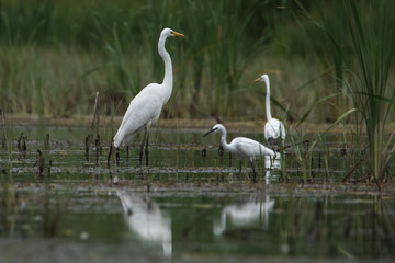 Naklejka na ściany i meble Three white herons stand in the water. In the foreground is a small bird, and in the background are two large herons.