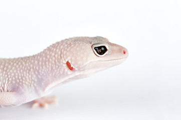 Eublepharis macularius a little lizard