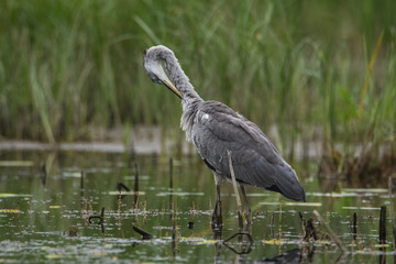 Fototapeta premium A large grey Heron brushes its feathers. Beautiful grass in the background.