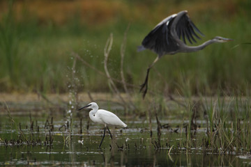Little Heron stands in the water. In the background, a large grey Heron flies up.