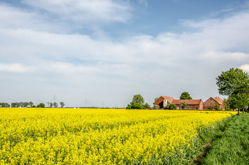 rural landscape with field