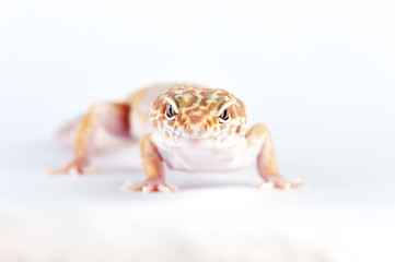 Eublepharis macularius a little lizard