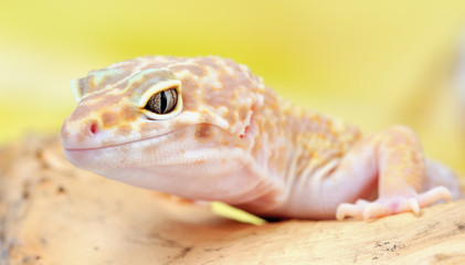 Eublepharis macularius a little lizard