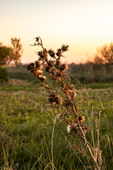 wild grass in a rural landscape