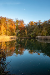 pond in the forest