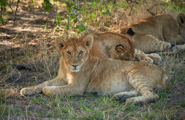Fototapeta na wymiar lions of Serengeti