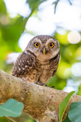 Spotted Owlet perching on a tree