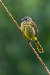 Flavescent Bulbul perching on bamboo grass flower and puffing up its plumage