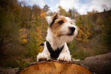 Parson Russell Terrier Autumn Portrait