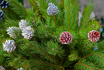Fototapeta premium Christmas arrangement