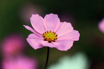 Obraz premium Beautiful purple Cosmos flower in the garden. Violet flowers pictures. Cosmos bipinnatus, commonly called the garden cosmos or Mexican aster.