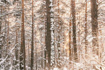 Fototapeta premium Sunny day in winter forest. Pine and spruce under snow