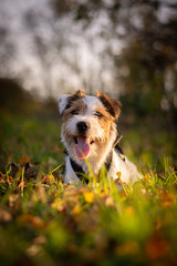 Parson Russell Terrier Portrait - Autumn