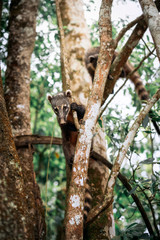 Fototapeta na wymiar Coati climbed to the tree branch