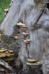 white mushrooms on dead wood in autumn forest